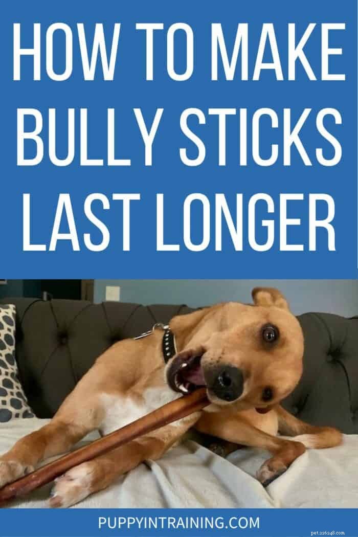 Extend the Life of Bully Sticks: Expert Tips for Long-Lasting Chews