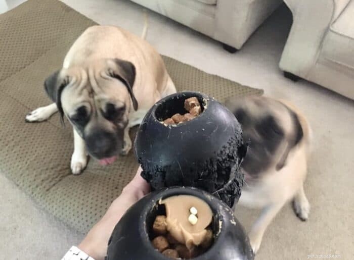 How to End Unwanted Chewing in Dogs: Expert Tips & Proven Solutions