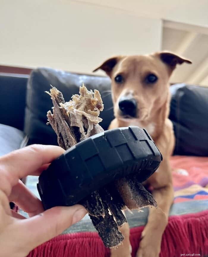 How to End Unwanted Chewing in Dogs: Expert Tips & Proven Solutions