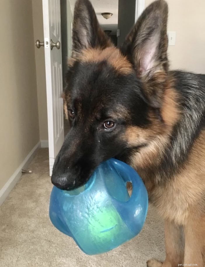 How to End Unwanted Chewing in Dogs: Expert Tips & Proven Solutions