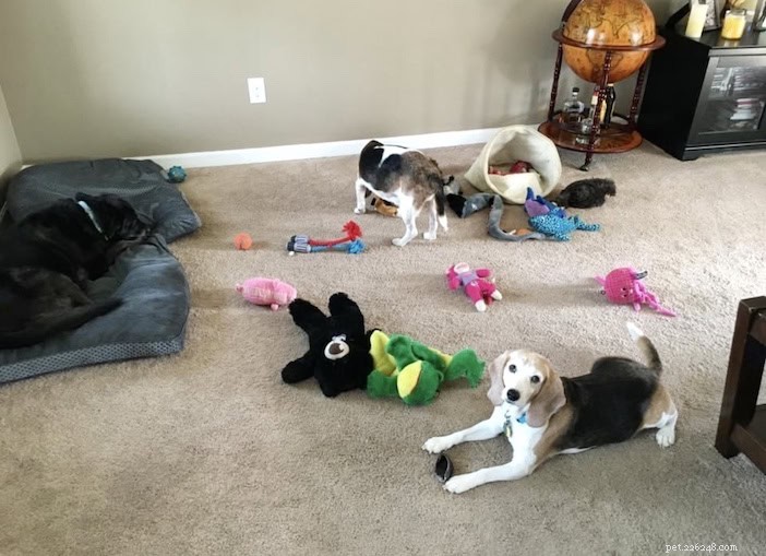 How to End Unwanted Chewing in Dogs: Expert Tips & Proven Solutions