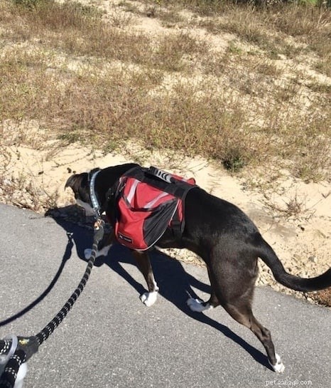 How to End Unwanted Chewing in Dogs: Expert Tips & Proven Solutions