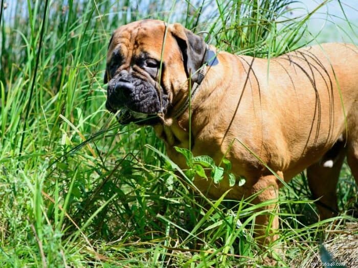 Top 11 Extra‑Large Dog Breeds: Size, Temperament & Care Tips