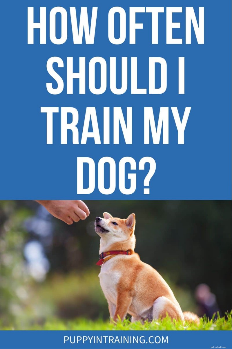 The Ideal Training Frequency for Your Dog: Expert Guidance
