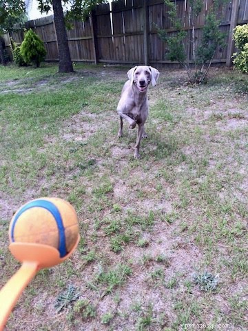 Top Dog-Friendly Alternatives to Tennis Balls