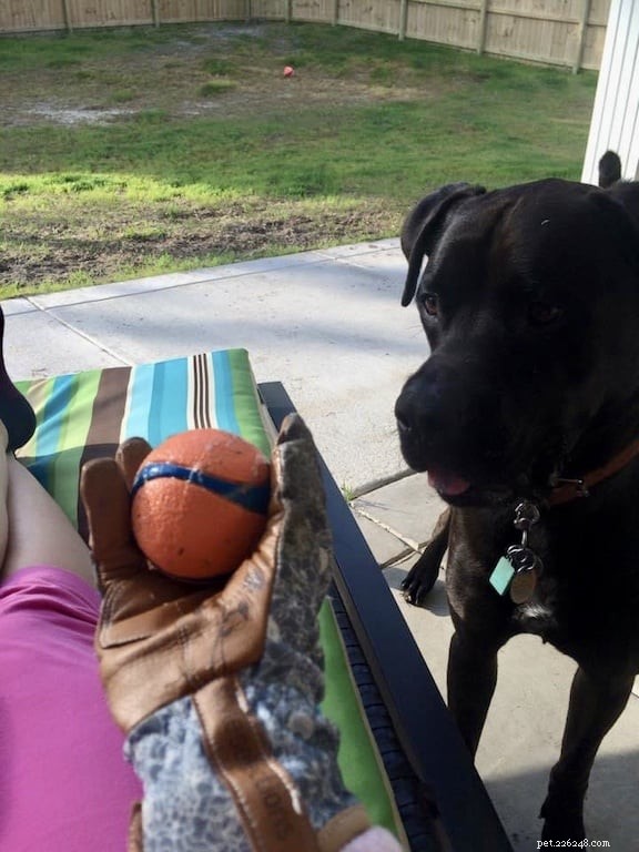 Top Dog-Friendly Alternatives to Tennis Balls