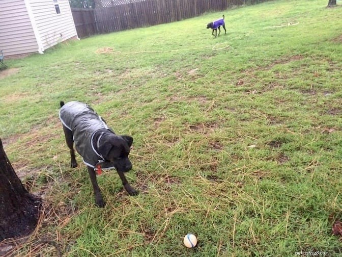 Top Dog-Friendly Alternatives to Tennis Balls