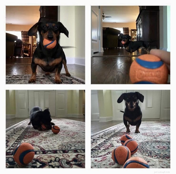 Top Dog-Friendly Alternatives to Tennis Balls
