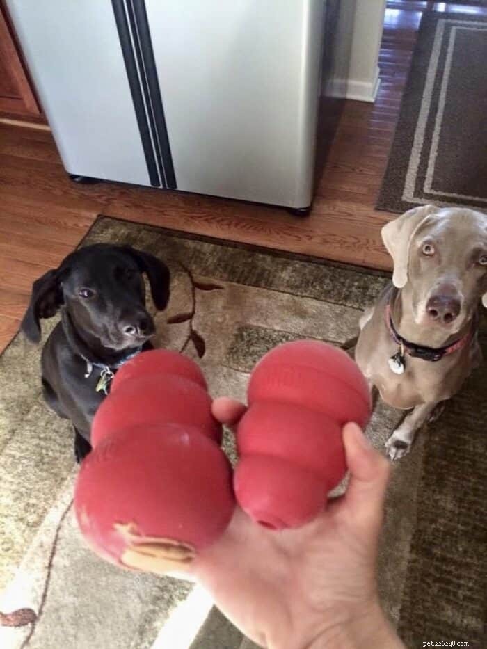 Top Dog-Friendly Alternatives to Tennis Balls