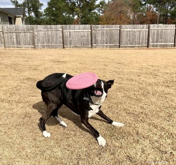 Top Dog-Friendly Alternatives to Tennis Balls