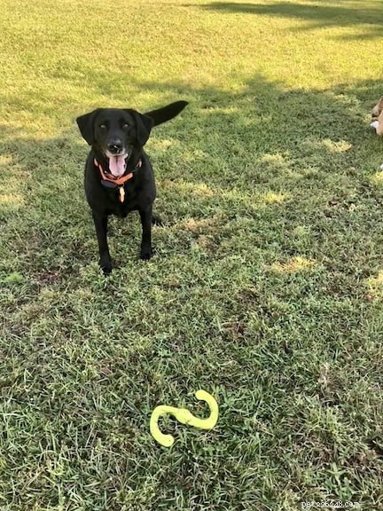 Top Dog-Friendly Alternatives to Tennis Balls