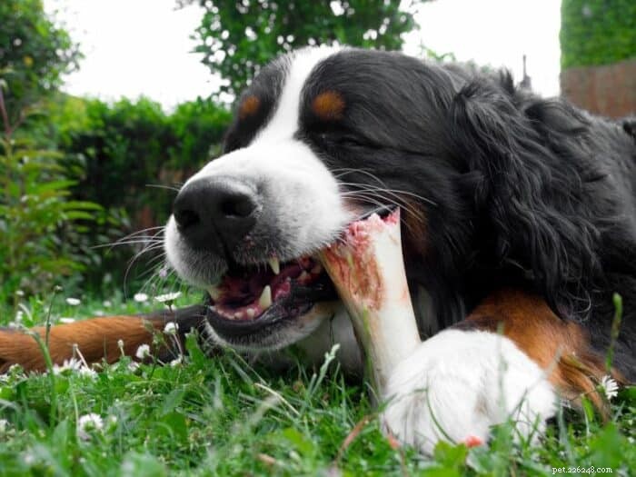 The Science Behind Why Dogs Love Chewing Bones