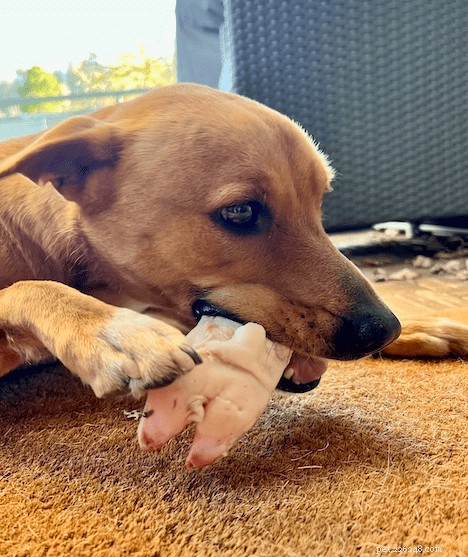 The Science Behind Why Dogs Love Chewing Bones