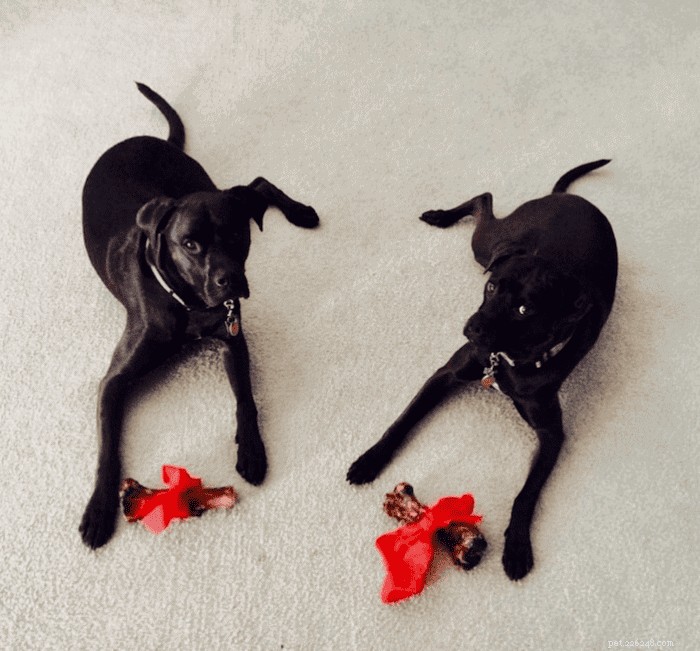 The Science Behind Why Dogs Love Chewing Bones