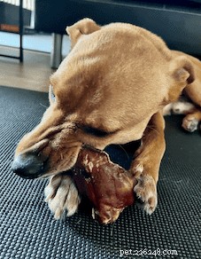 The Science Behind Why Dogs Love Chewing Bones