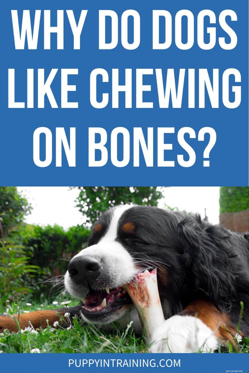 The Science Behind Why Dogs Love Chewing Bones