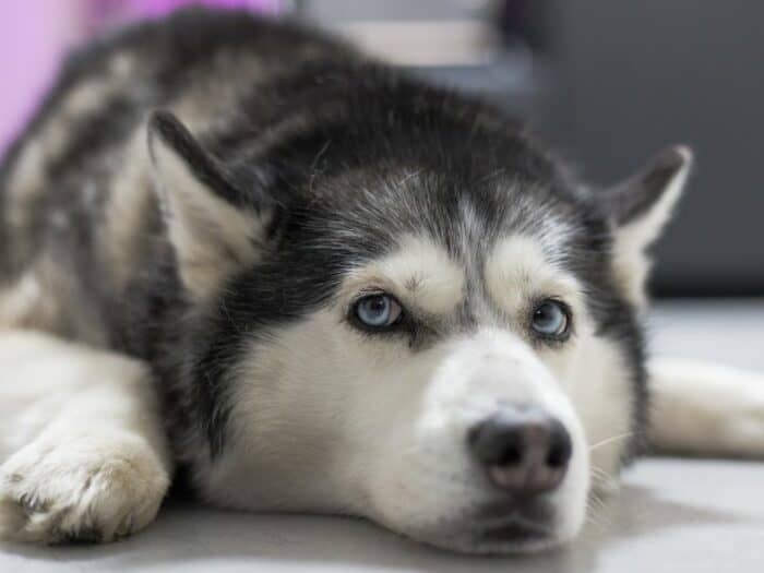 Thinking About Owning a Husky? Key Facts & Tips
