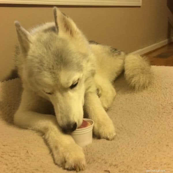 Thinking About Owning a Husky? Key Facts & Tips