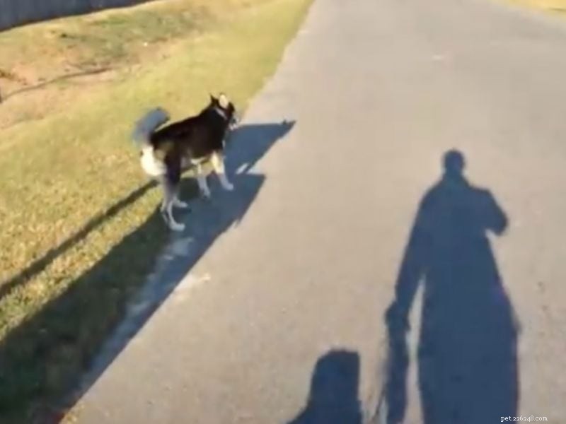 Thinking About Owning a Husky? Key Facts & Tips