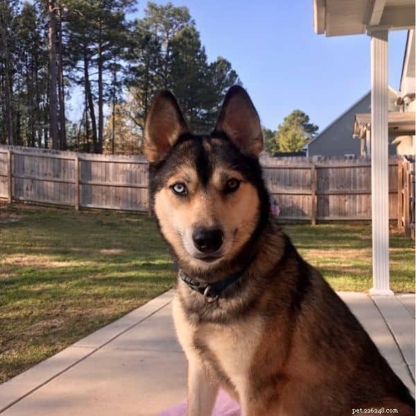 Thinking About Owning a Husky? Key Facts & Tips