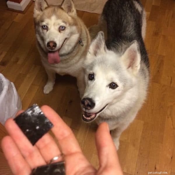 Thinking About Owning a Husky? Key Facts & Tips