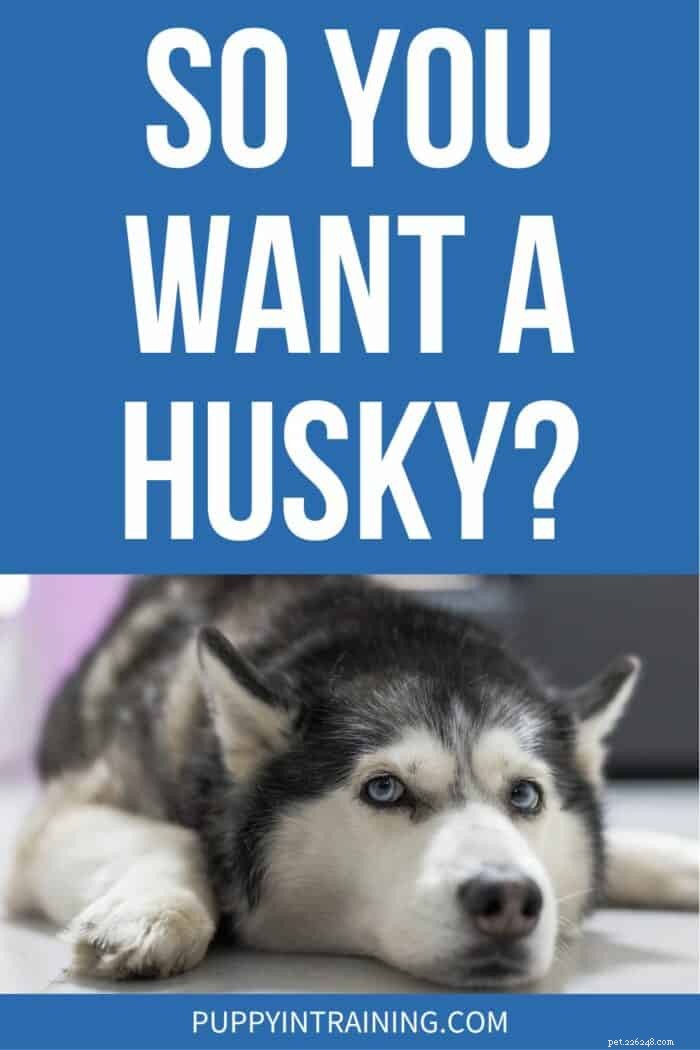 Thinking About Owning a Husky? Key Facts & Tips