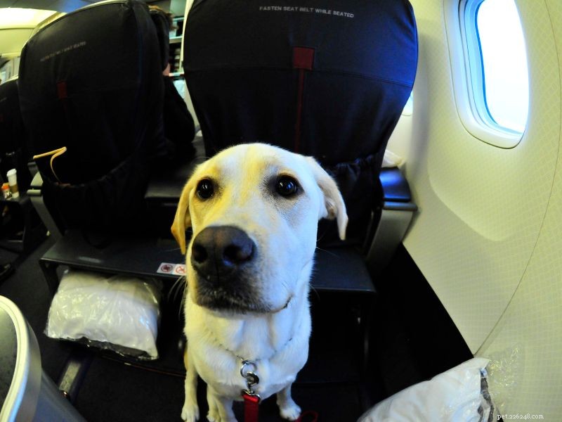 The Ultimate Guide to Flying with Large Dogs: Tips, Rules & Comfort