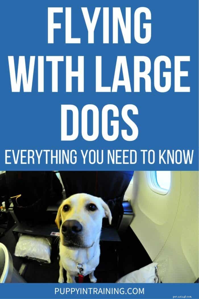 The Ultimate Guide to Flying with Large Dogs: Tips, Rules & Comfort