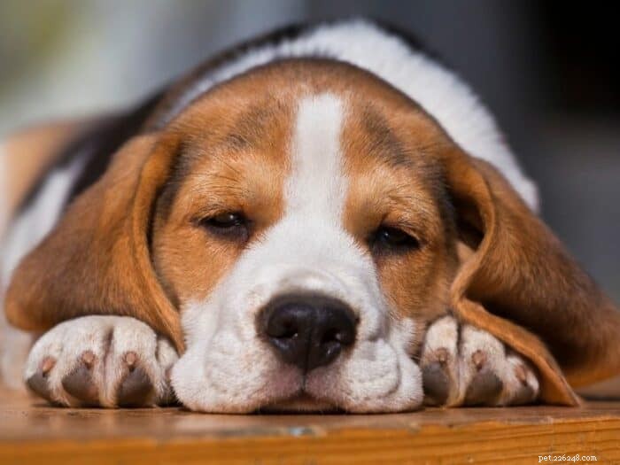 Thinking About a Beagle? Essential Guide to Owning One