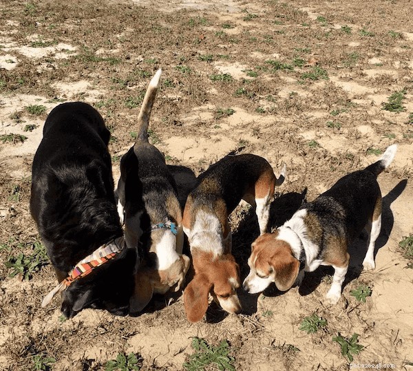 Thinking About a Beagle? Essential Guide to Owning One