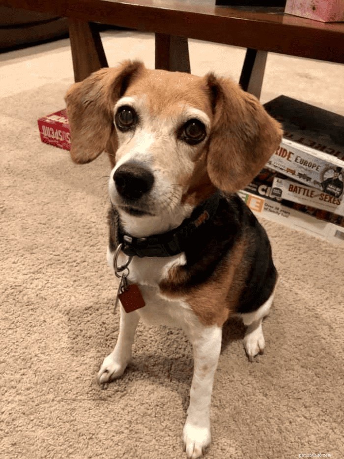 Thinking About a Beagle? Essential Guide to Owning One