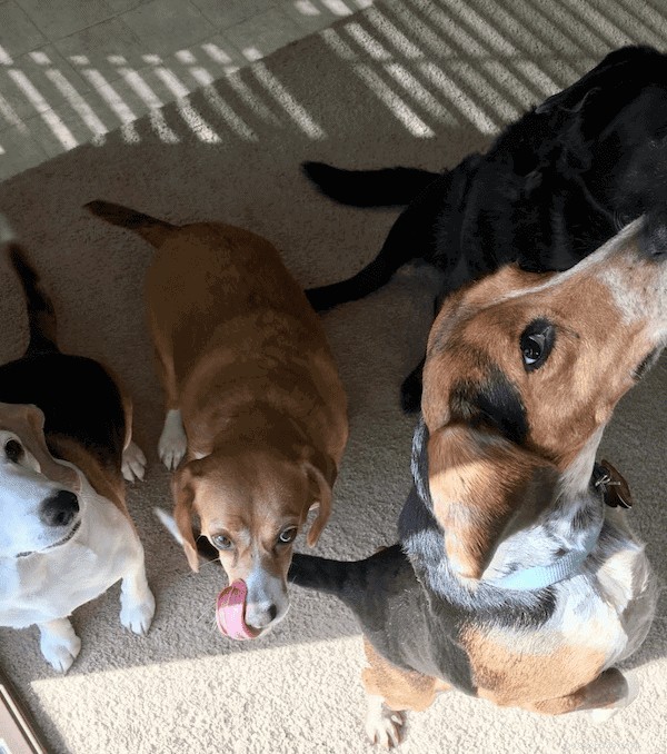 Thinking About a Beagle? Essential Guide to Owning One
