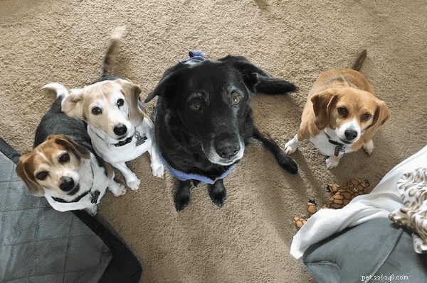 Thinking About a Beagle? Essential Guide to Owning One