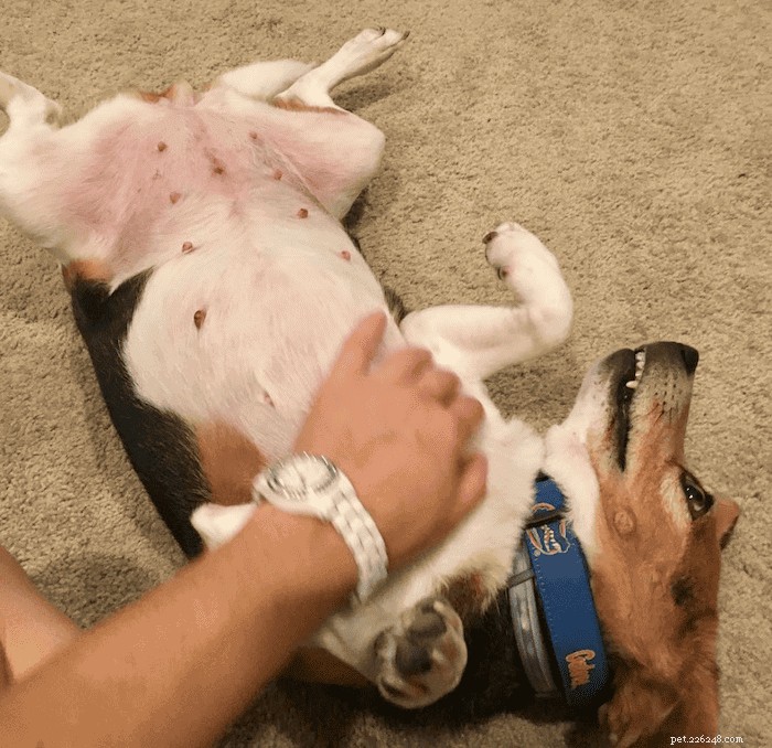 Thinking About a Beagle? Essential Guide to Owning One
