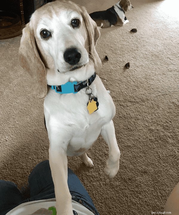 Thinking About a Beagle? Essential Guide to Owning One