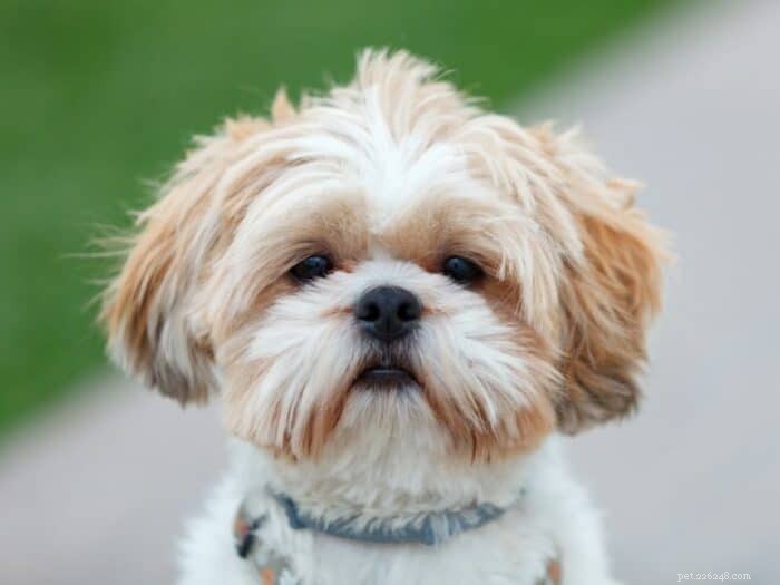 Considering a Shih Tzu? Expert Guide to Their Care & Lifestyle