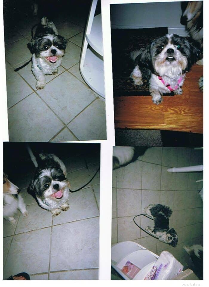 Considering a Shih Tzu? Expert Guide to Their Care & Lifestyle