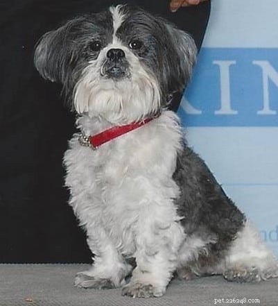 Considering a Shih Tzu? Expert Guide to Their Care & Lifestyle