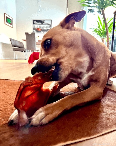 Pig Ear Chews for Dogs: Benefits, Risks, and Safe Alternatives