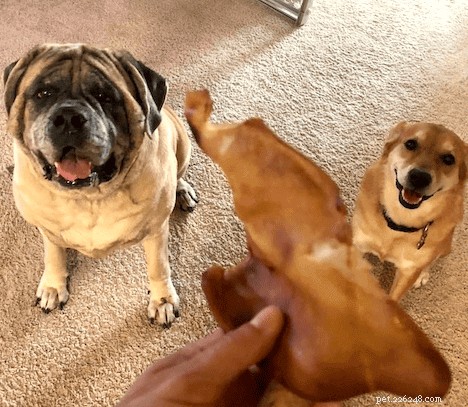 Pig Ear Chews for Dogs: Benefits, Risks, and Safe Alternatives