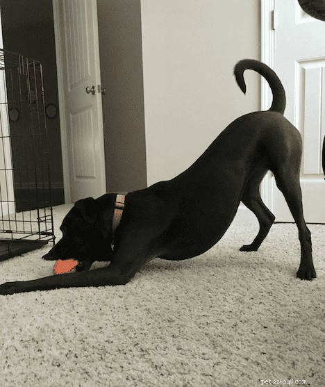 How to Communicate Love to Your Dog in Its Own Language