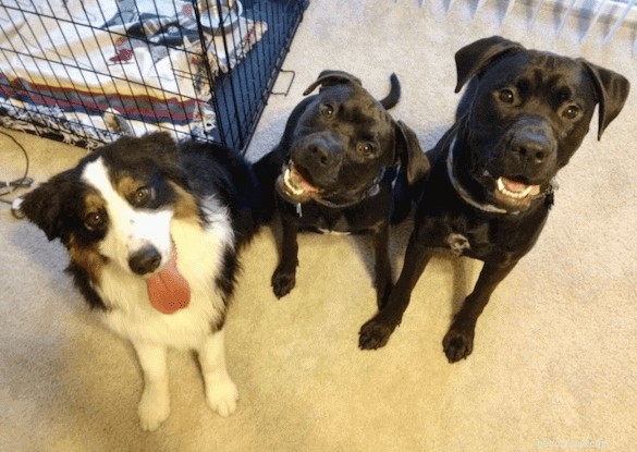 How to Communicate Love to Your Dog in Its Own Language