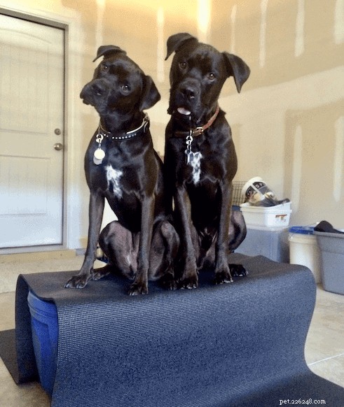 How to Communicate Love to Your Dog in Its Own Language