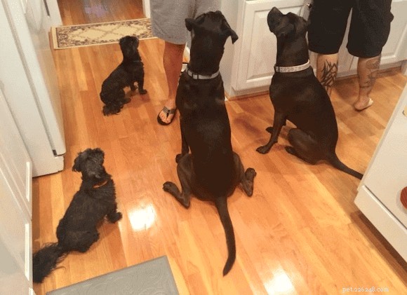 How to Communicate Love to Your Dog in Its Own Language