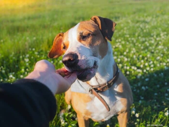 How Food Rewards Enhance Dog Training: Benefits & Best Practices