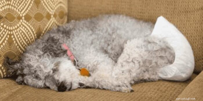 Managing Incontinence in Senior Dogs: How to Handle House Accidents