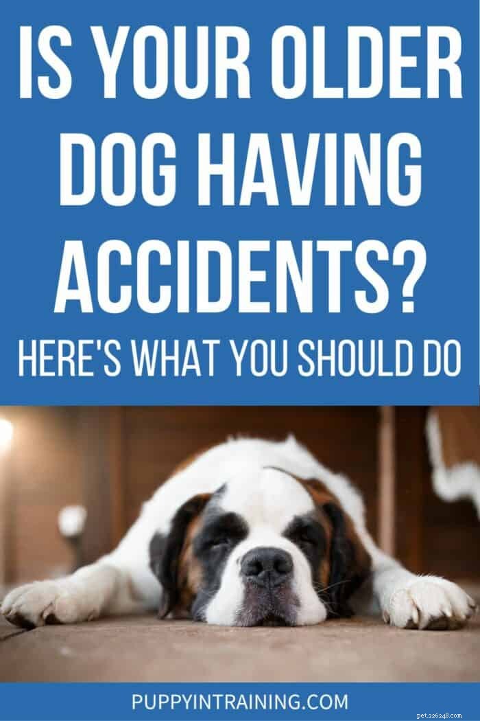 Managing Incontinence in Senior Dogs: How to Handle House Accidents