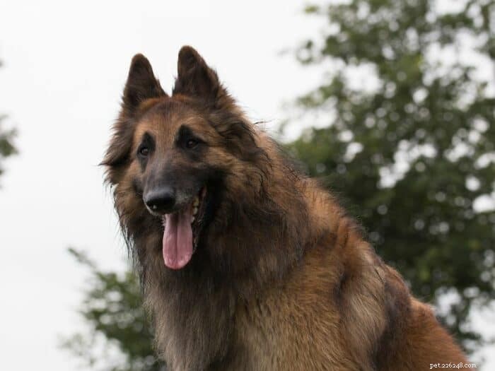 Is a Belgian Tervuren Right for You? Expert Guide