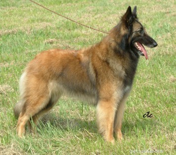 Is a Belgian Tervuren Right for You? Expert Guide