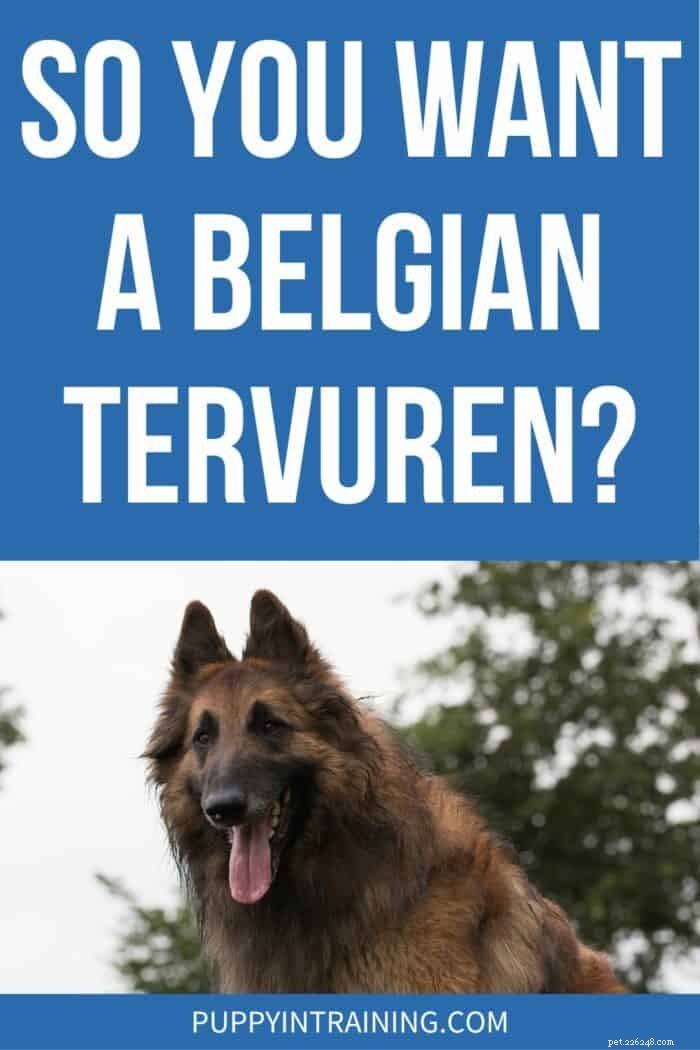 Is a Belgian Tervuren Right for You? Expert Guide